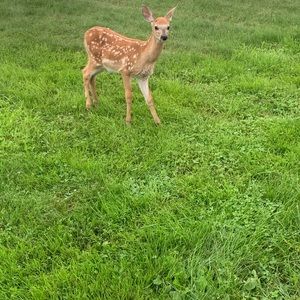 Meet your Posher, Robin